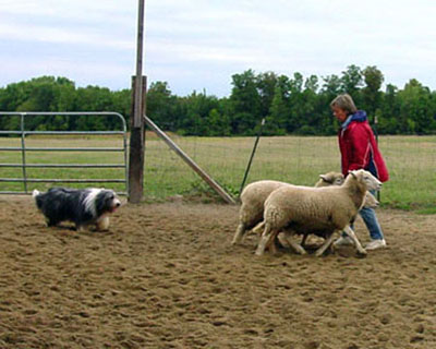 Robbie in gathering the sheep to his handler (mommy) during the run where he earned his Hering Capability title.